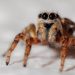 V pražské zoo žije největší český pavouk. Už jste ho viděli?