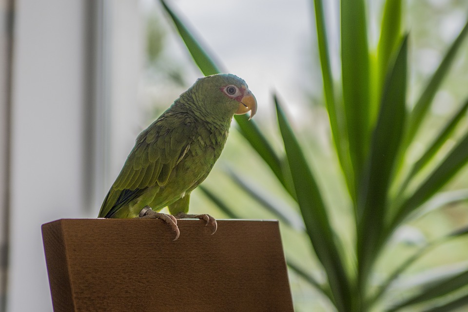 Druhy papoušků, které můžeme chovat v bytě
