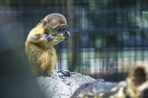 ostravská zoo