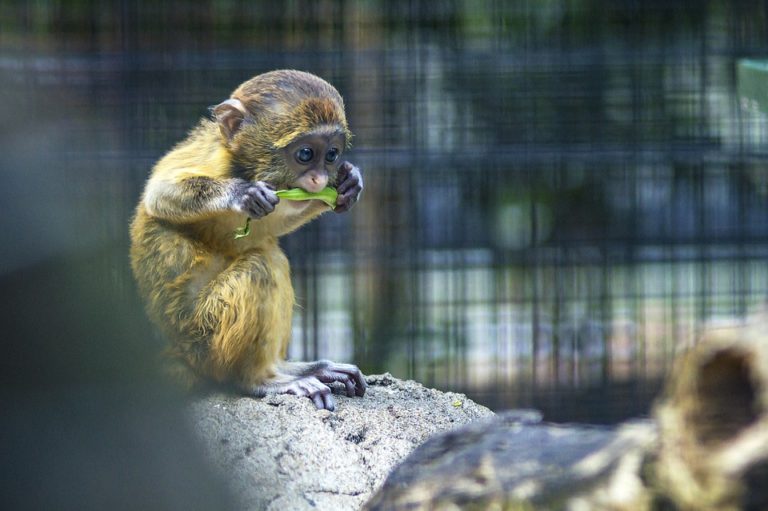 ostravská zoo