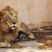 Vrací se lákadlo do ostravské zoo. Lev indický je znovu na místě