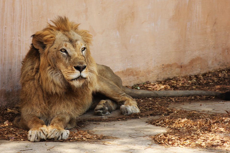 Vrací se lákadlo do ostravské zoo. Lev indický je znovu na místě