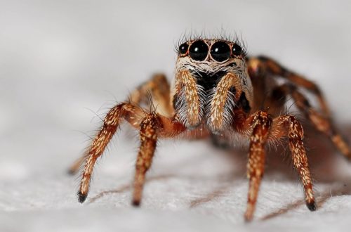 V pražské zoo žije největší český pavouk. Už jste ho viděli?