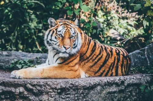 Navštivte zoologickou zahradu v Brně také přes zimní období