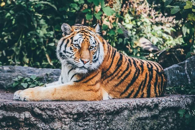 Navštivte zoologickou zahradu v Brně také přes zimní období