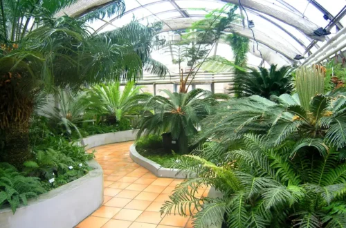 Skleníky botanické zahrady Přírodovědecké fakulty Masarykovy univerzity v Brně; skutečná archivní fotografie