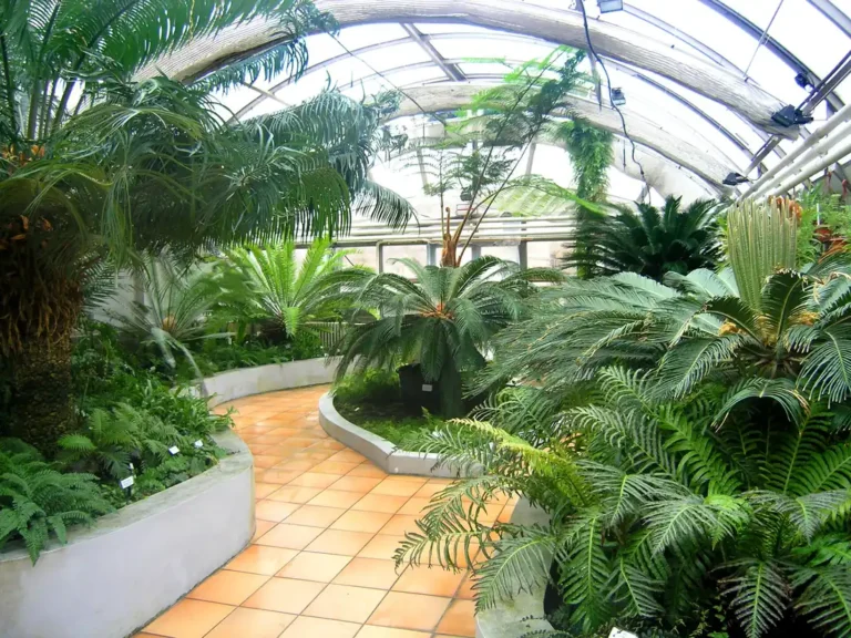 Skleníky botanické zahrady Přírodovědecké fakulty Masarykovy univerzity v Brně; skutečná archivní fotografie