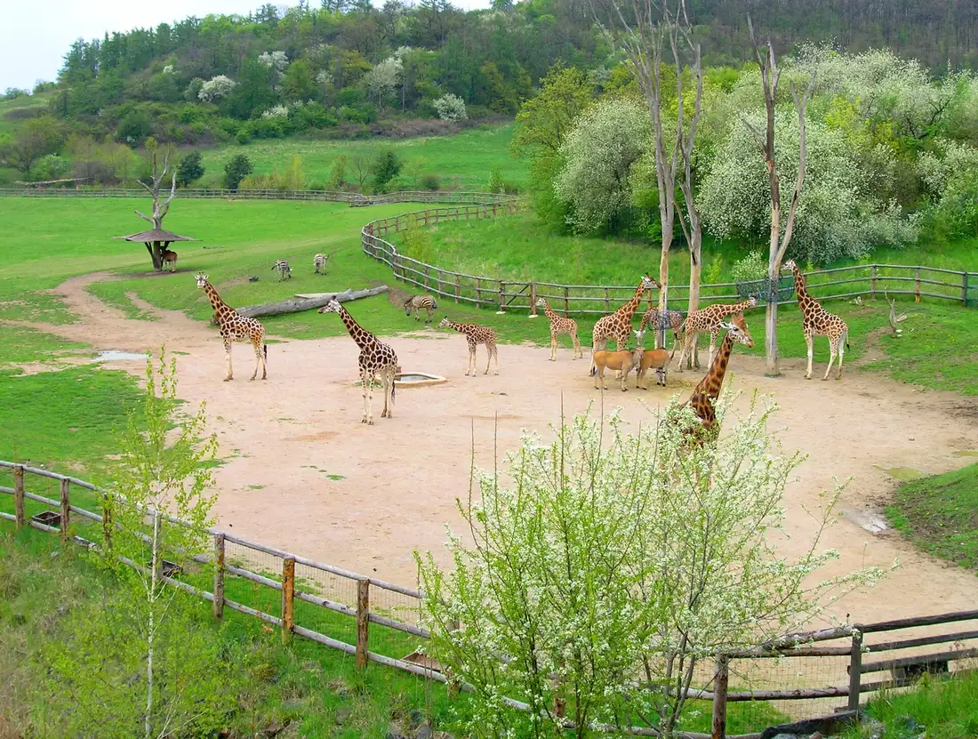 Skutečná archivní fotografie žiraf v Zoo Praha