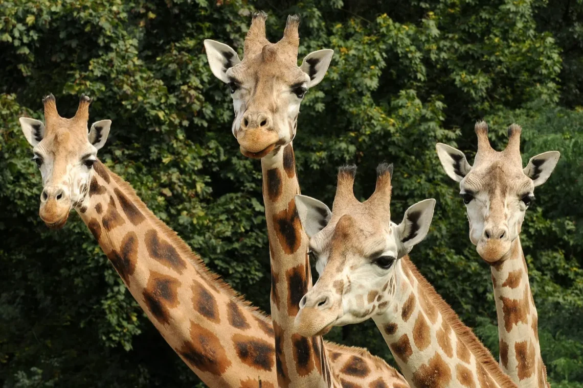 Žirafy v Zoo Olomouc; archivní fotografie skutečného výběhu