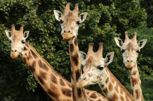 Žirafy v Zoo Olomouc; archivní fotografie skutečného výběhu
