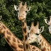 Žirafy v Zoo Olomouc; archivní fotografie skutečného výběhu
