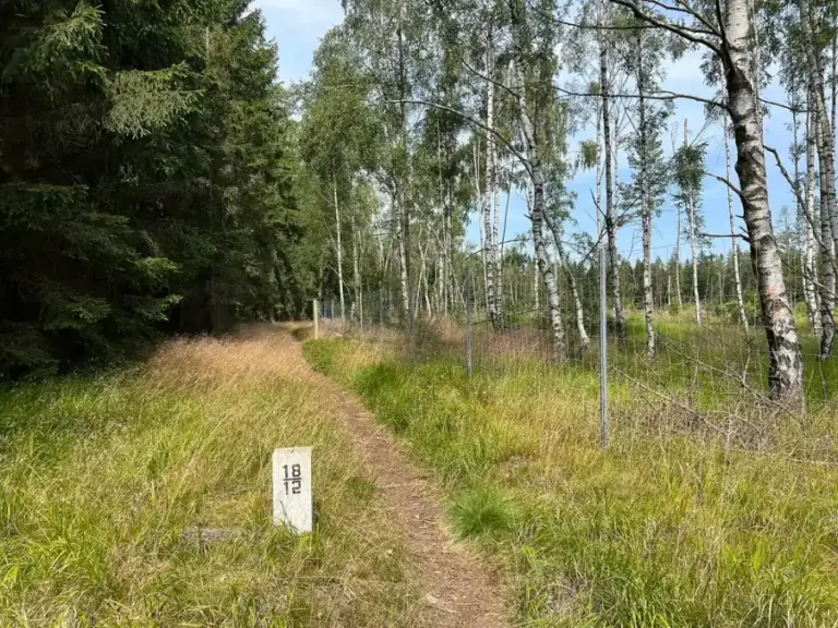 Lesní turistická cesta v oblasti Sněžníku, archivní fotografie z července 2024