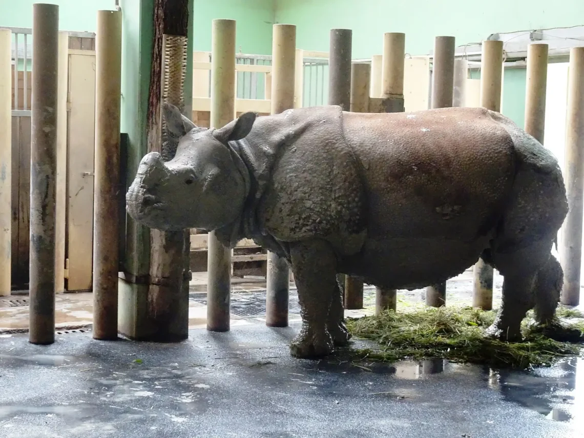 Nosorožec indický v Zoo Plzeň; archivní fotografie