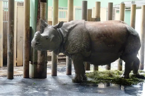Nosorožec indický v Zoo Plzeň; archivní fotografie