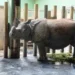Nosorožec indický v Zoo Plzeň; archivní fotografie