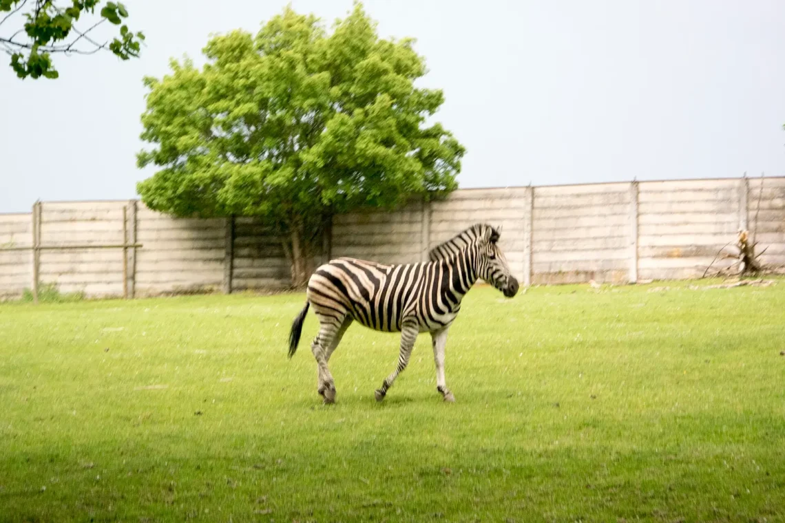 Skutečná fotografie zebry ve venkovním výběhu Safari Parku Dvůr Králové