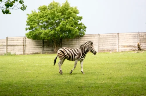 Skutečná fotografie zebry ve venkovním výběhu Safari Parku Dvůr Králové