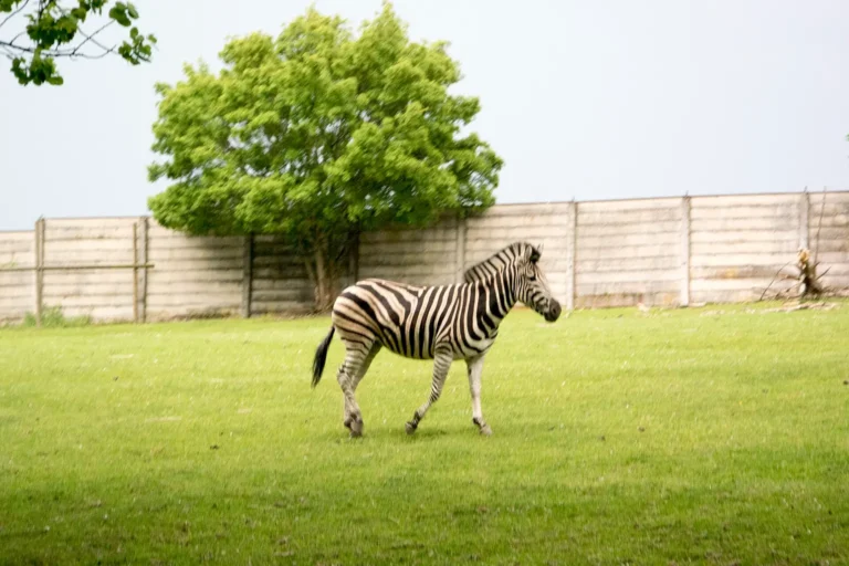 Skutečná fotografie zebry ve venkovním výběhu Safari Parku Dvůr Králové