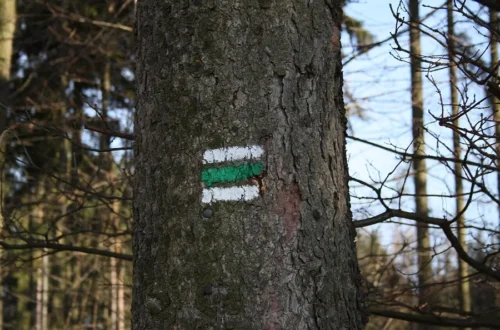 Zelená pěší turistická značka na stromě u Rudíkova, skutečná fotografie