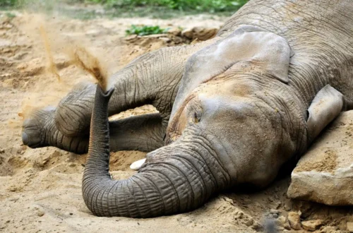 Slon v Zoo Zlín; archivní fotografie skutečného zvířete v areálu zoo