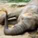 Slon v Zoo Zlín; archivní fotografie skutečného zvířete v areálu zoo