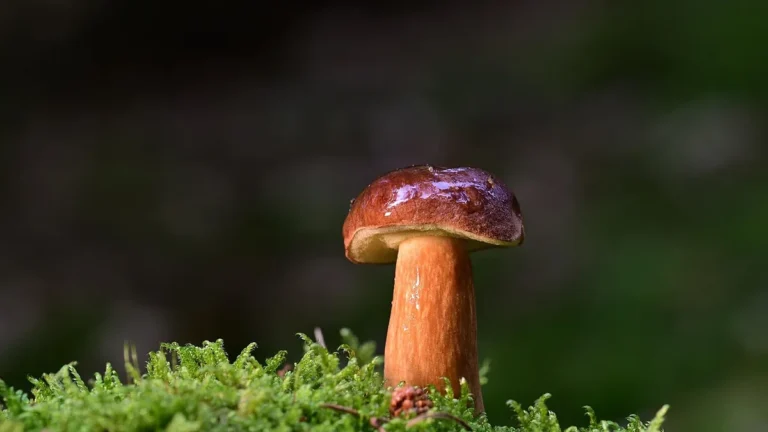 Hřib s tmavě hnědým kloboukem v mechu