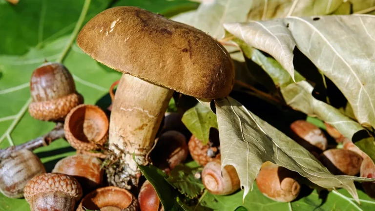 Hřib mezi žaludy a listím dubu