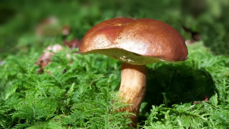 Hřib s hnědým kloboukem na mechu