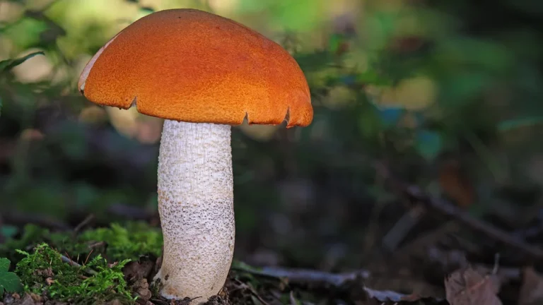 Houba s oranžovým kloboukem a bílým třeněm
