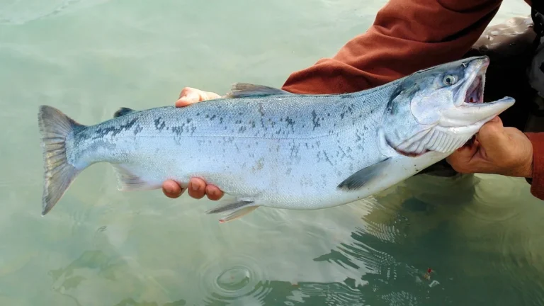 Velká stříbřitá lososovitá ryba držená v rukou