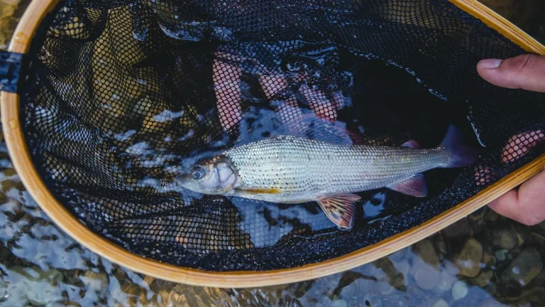 Lipan v podběráku držený rybářem