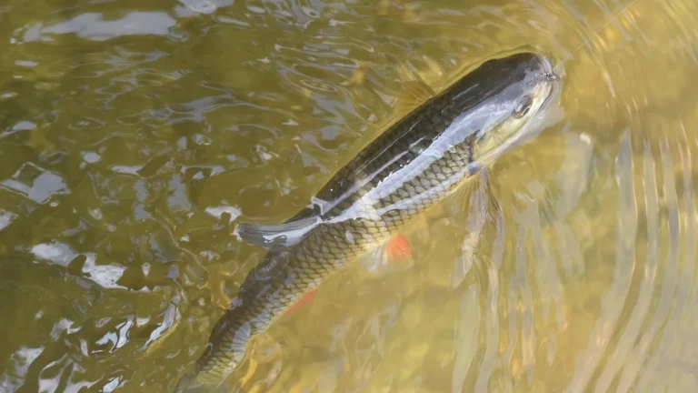 Stříbřitá ryba plavoucí těsně pod hladinou