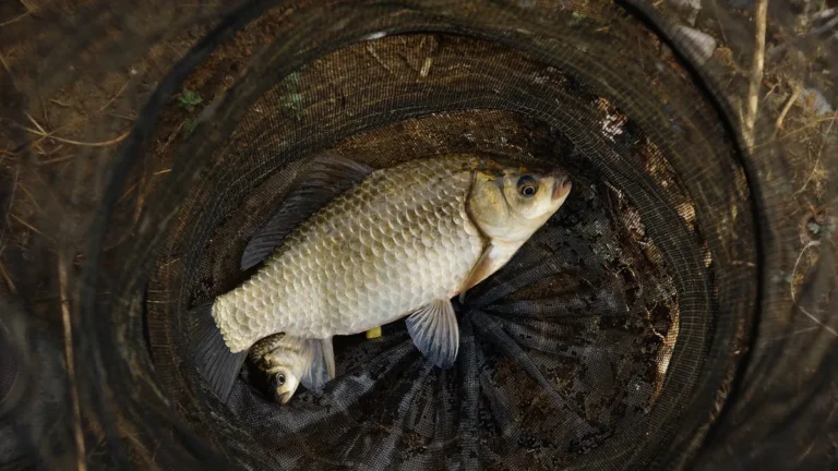 Velká ryba ležící na dně podběráku