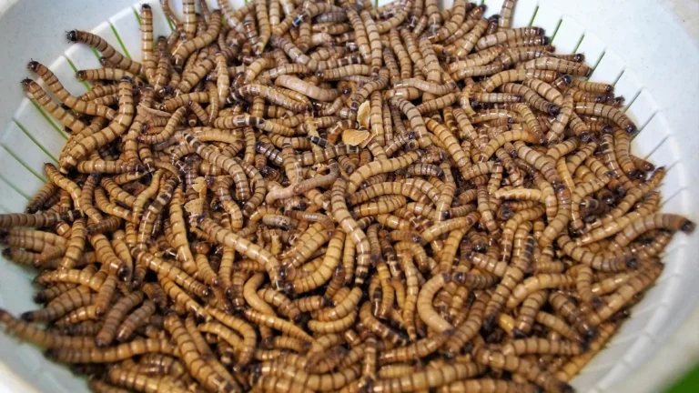 Moučné červy v bílé misce