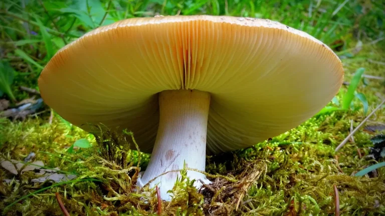 Světlá houba s lupeny pod kloboukem na louce