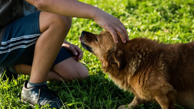 Dítě hladí psa na trávě