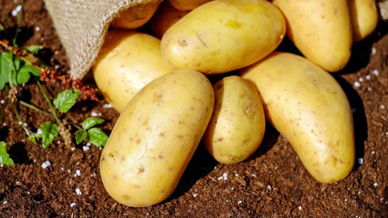 Brambory v jutovém pytli