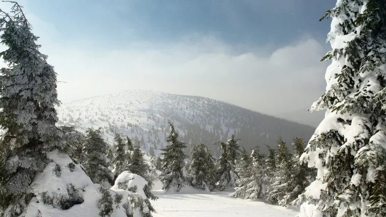 Zasněžená Lysá hora nad Rokytnicí nad Jizerou s ojíněnými smrky v zimě