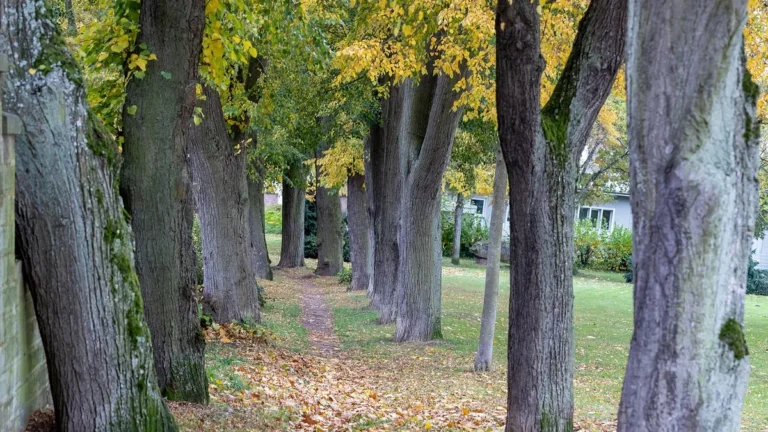 Cesta mezi stromy v podzimním parku