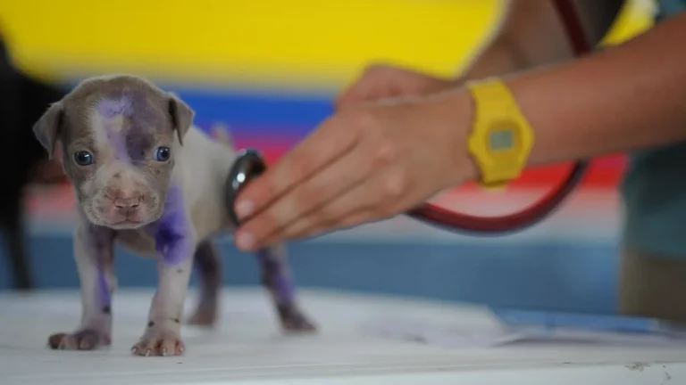 Veterinář poslouchá štěně stetoskopem na stole