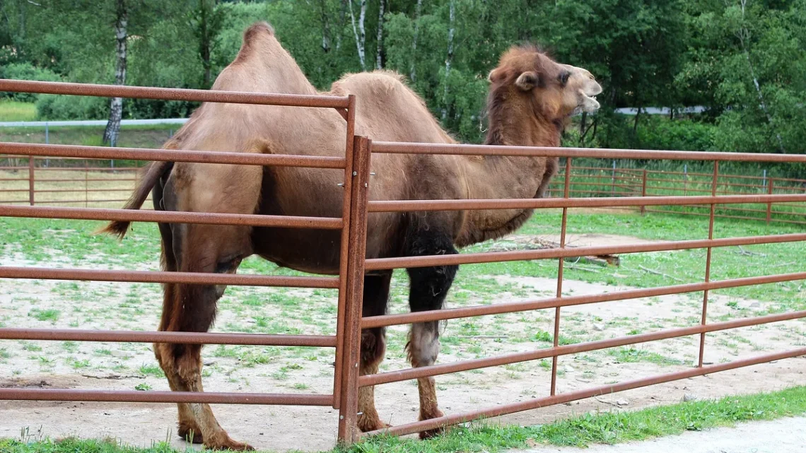 Velbloud dvouhrbý ve výběhu Zoo Dvorec u Borovan, v pozadí les