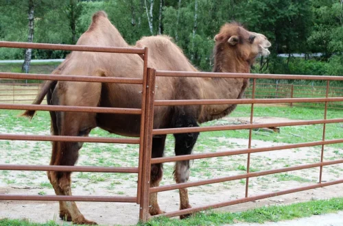 Velbloud dvouhrbý ve výběhu Zoo Dvorec u Borovan, v pozadí les