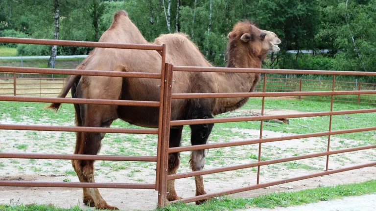 Velbloud dvouhrbý ve výběhu Zoo Dvorec u Borovan, v pozadí les