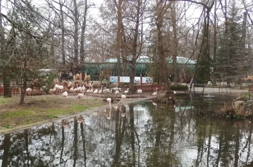 Plameňáci růžoví u jezera v Zoo Hodonín v zimním lužním lese