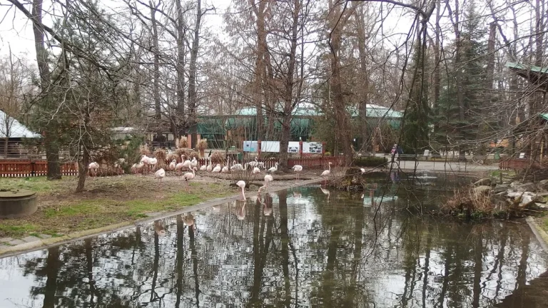 Plameňáci růžoví u jezera v Zoo Hodonín v zimním lužním lese