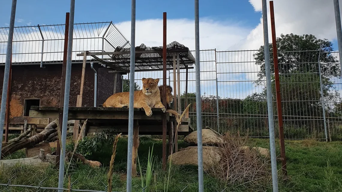 Lví pár odpočívá na vyvýšené plošině ve výběhu Zoo Tábor ve Větrovech