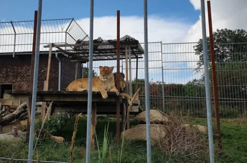Lví pár odpočívá na vyvýšené plošině ve výběhu Zoo Tábor ve Větrovech