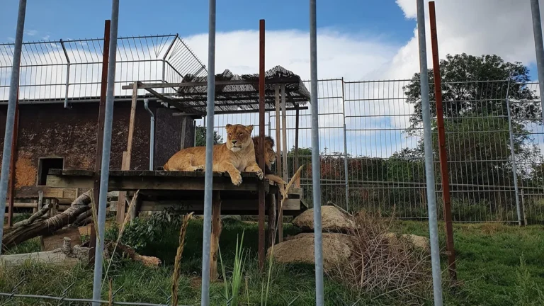 Lví pár odpočívá na vyvýšené plošině ve výběhu Zoo Tábor ve Větrovech