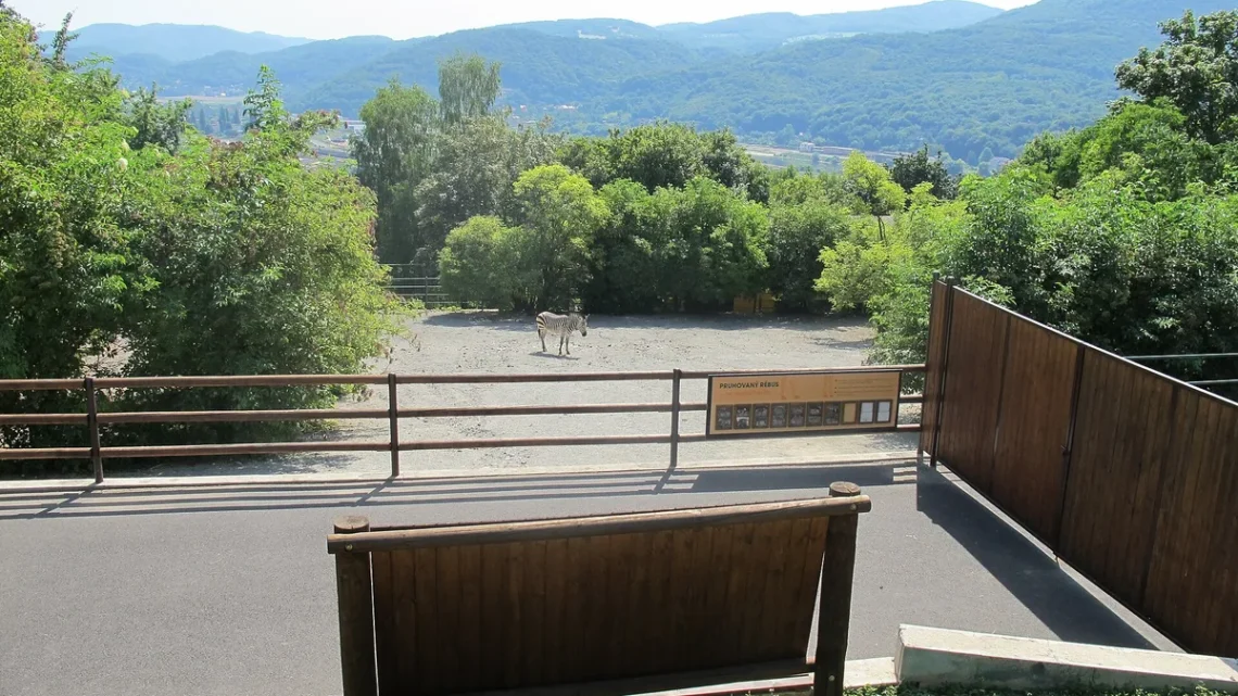 Výběh zeber Hartmannové v Zoo Ústí nad Labem s výhledem na zalesněné kopce nad údolím Labe