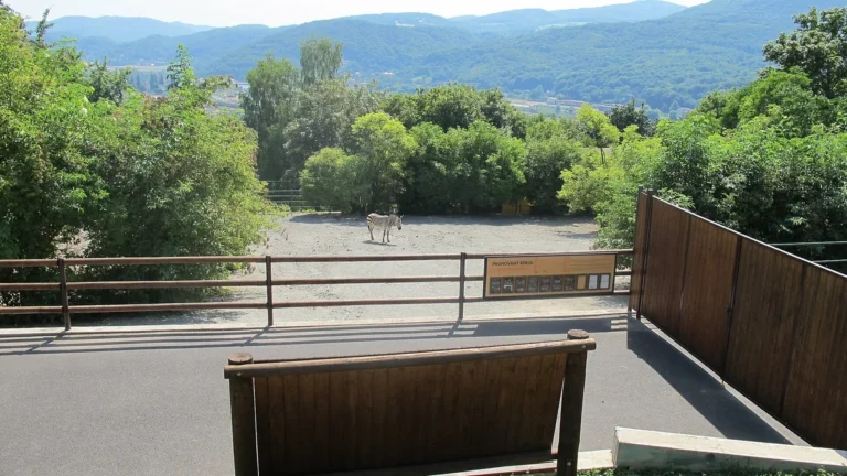 Výběh zeber Hartmannové v Zoo Ústí nad Labem s výhledem na zalesněné kopce nad údolím Labe